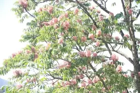 哀牢山珍稀树种伯乐树苗在南华管护分局首次培育成功图片