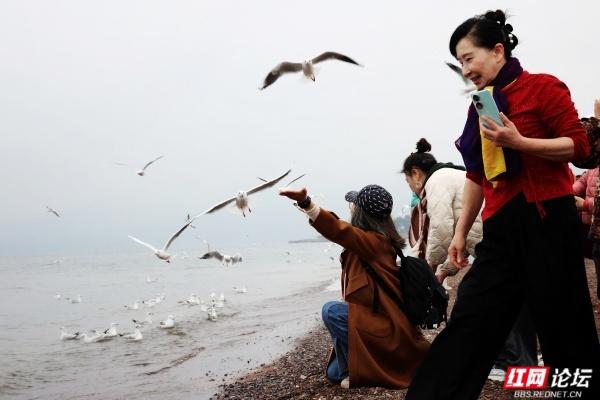 岁暖时刻丨抚仙湖边：海鸥和游客的“湖岸小派对”