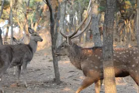 果然视频｜梅花鹿群成为大连城市新名片，专家：保护仍需持续发力图片