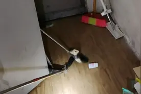 吓人！赣州一宿舍惊现眼镜王蛇图片