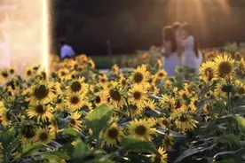 7万株向日葵花海免费赏图片