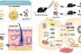 原来如此！微塑料会导致脱发图片