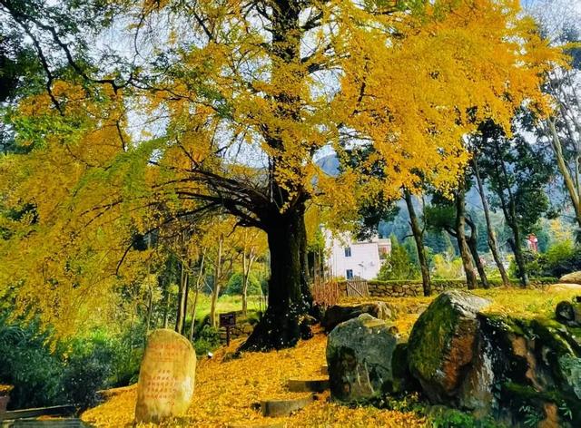 金色盛装！永新黄竹岭古银杏迎来“高光时刻”