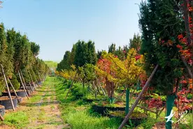 小产业大联盟，他“半路出家”，念活红豆杉致富经图片