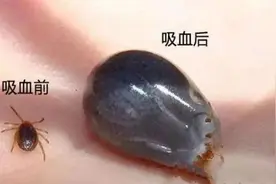 近期高发！病死率高达20%！“五一”出游警惕这个草丛“杀手”图片