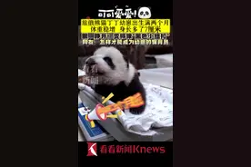 可可爱爱！旅俄大熊猫“丁丁”幼崽出生满两个月啦图片