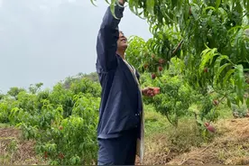 美好生活在云南｜玉溪莫郎村：千亩红桃喜丰收图片