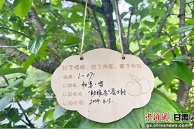 从卖“果”到卖“树”康县果树认购开启产业发展新模式图片