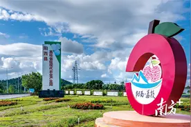 南方观察 | 阳西荔枝，从“种得好”到“卖得火”“卖得值”图片