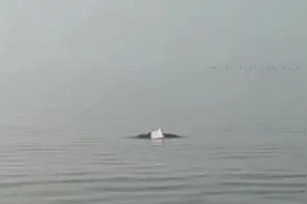 泉州海警春节巡逻“邂逅”中华白海豚，此前已数次发现踪迹图片