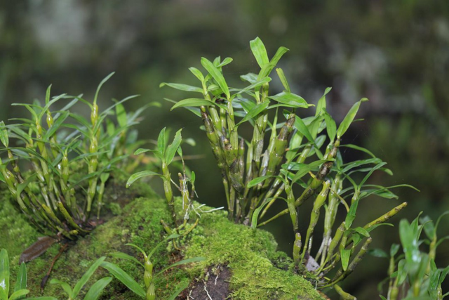 我国哪里产的石斛最好 三种人不宜吃石斛