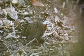 瓦屋山惊现“鸟中大熊猫”图片