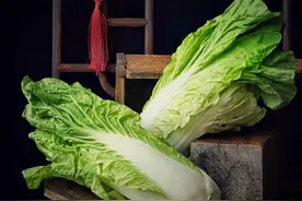 亲爱的大白菜图片