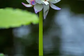 广州莲花山“蒂王争霸赛”高能不断！5天5株奇莲轮番登场图片