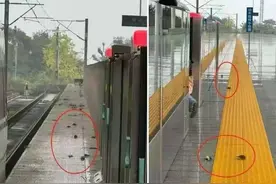 “鸟撞”青城山高铁站，鸟与玻璃“冲突”何解？图片