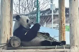 好萌!皓月领衔的“熊猫天团”见客了图片