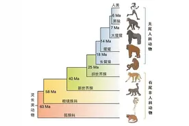 人与猿类是如何在进化中“甩掉”尾巴的图片