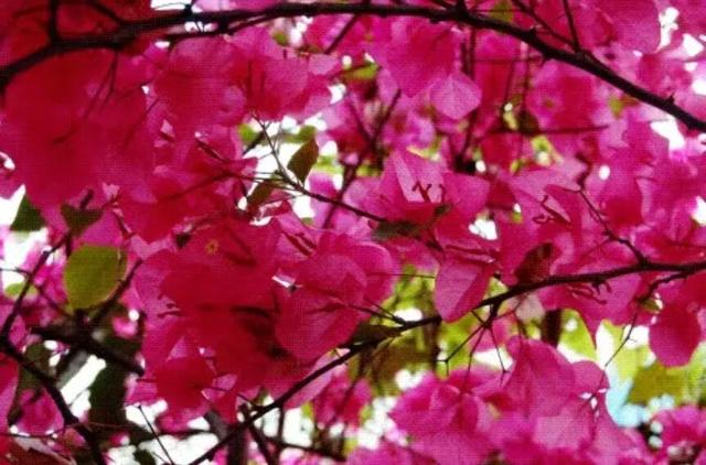 免费！优惠！明天来南宁，过重阳不“重”样！