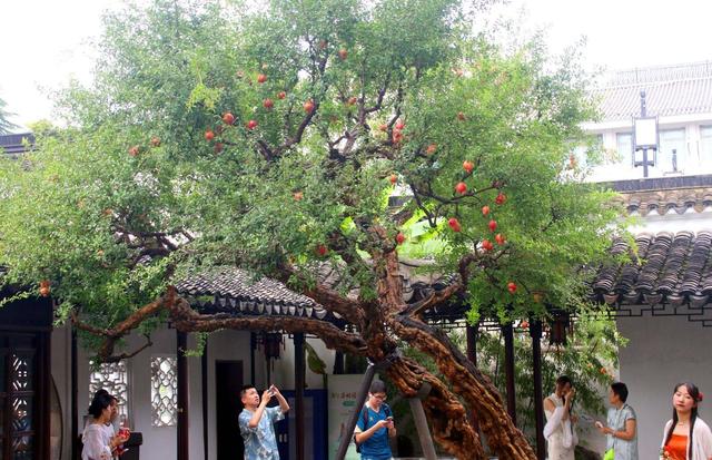 江苏苏州：古典园林怡园石榴红