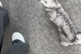 暖心互助！走失小猫流浪重庆街头 主人跨省接它回家｜看见正能量图片