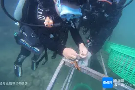 三亚“潜水种珊瑚，环保过新年”活动受市民游客青睐图片