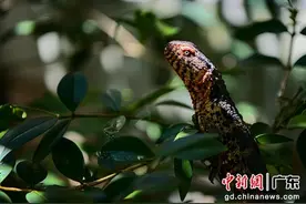 （组图）广东南岭鳄蜥野生种群数量呈上升趋势图片