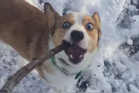 不是所有柯基都是可爱的，你看这只，据说看过的人都想打它！图片