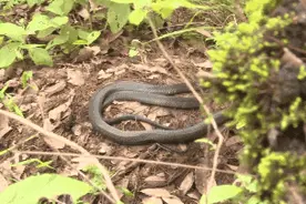 32条！云南普洱一村寨惊现眼镜王蛇占窝不走，消防员到场“一窝搬”图片