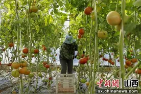 “猫冬”变“忙冬” 山西高平温室大棚奏响冬日“致富曲”图片
