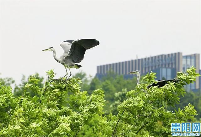 观山湖公园鹭鸟翩跹生态美景入画来