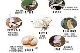 最近疯狂养蚕的大宝宝们，科学作业完成得咋样了？｜封面科考队图片