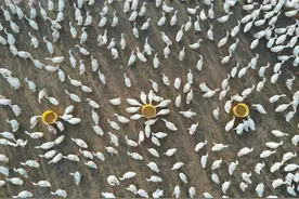 家乡的美食|四季鹅图片