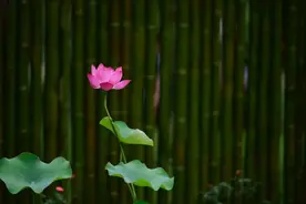 小满之后，湿热来袭！中医提醒：做好三防，安稳过夏不生病图片