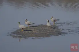 国际生物多样性日丨地处全球36个生物多样性热点地区之一，四川生物多样性“家底”有多厚？图片