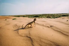 科普音频│蜥蜴图片