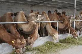 骆驼养殖走上致富新路图片