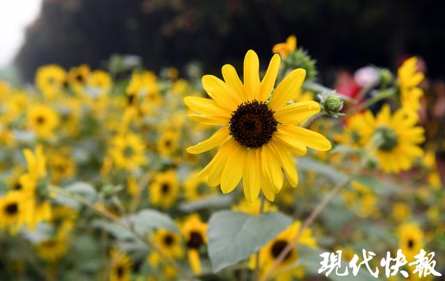 玄武湖2025秋花秋实展9月30日启幕，2万株向日葵邀您共赴“斑斓之约”