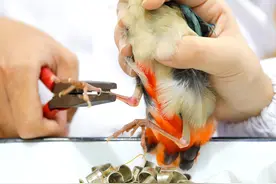 “国宝办证”！他们“捉”了一只仙八色鸫，戴上脚环又放生了图片