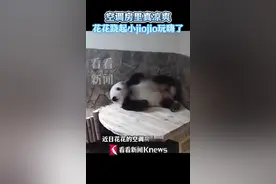 大熊猫花花在空调房里跷起小jiojio玩嗨了图片