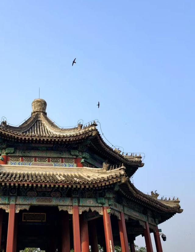 北京雨燕如期回归，颐和园再闻燕语啾啾