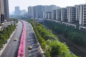 又到春花烂漫时｜春色迷人眼 一路繁花一路景图片