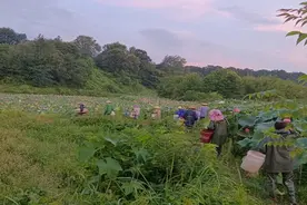 光山千亩“太空莲”莲蓬迎来丰收季图片