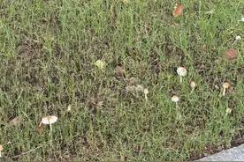 梅雨季杭州正大量出现！紧急提醒：千万不要……图片
