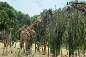 南京红山森林动物园今日购票预约已达上限！曾因直播认养走红图片