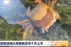 广东入榜大闸蟹真爱粉的前三集中地？沙漠螃蟹供不应求图片