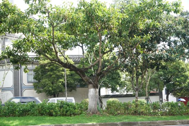 下月完工！大理再添“打卡级”景观大道