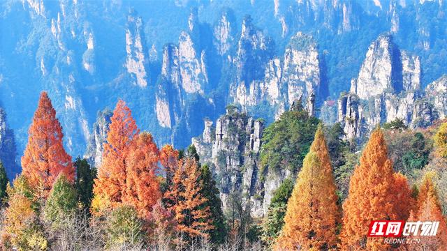 组图丨张家界国家森林公园漫山彩叶醉游人