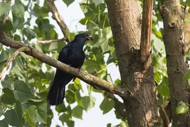 听说你被鸟叫到神经衰弱？在浙江，4月起闹枝头的是它们图片