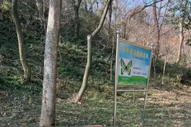 南京老山现野猪抓捕陷阱，官方回应：调控野猪种群数量所设图片