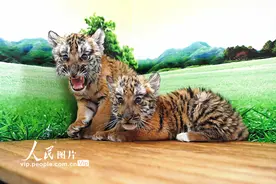 河南洛阳：华南虎家族添新丁图片